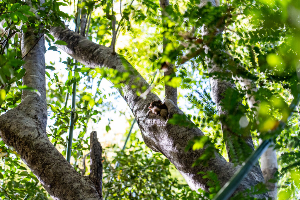 Lémurien dans un creux d'arbre à Madagascar