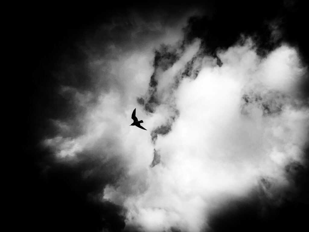 Namur photos mouette oiseau météo