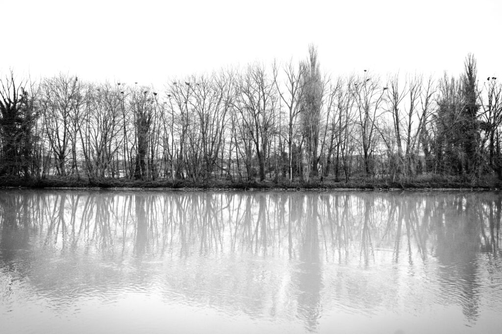 PHOTOS NAMUR - ILE MEUSE - ARBRES